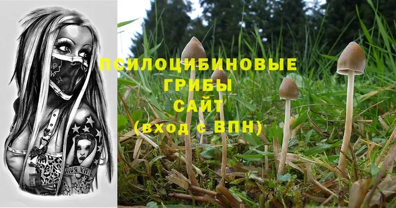 Галлюциногенные грибы Psilocybe  Зверево 